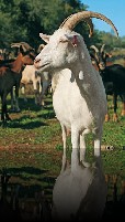(5)  Route du Fromage - fromagerie de chevre wiedenthal